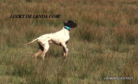 de landa gori - LUCKY DE LANDA GORI ; Training bécassines !!!