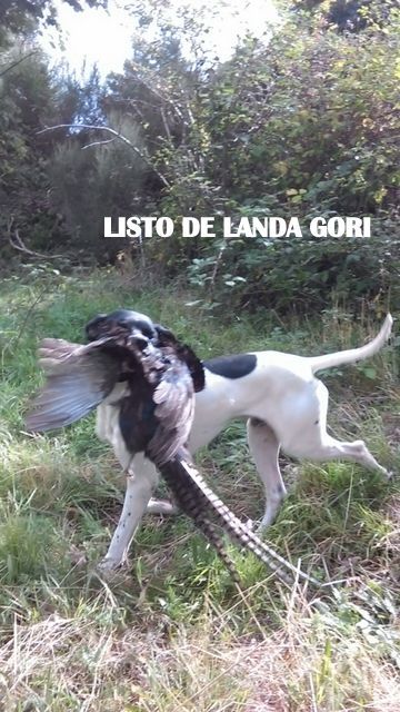 de landa gori - LISTO DE LANDA GORI ...Chasse ..!!!