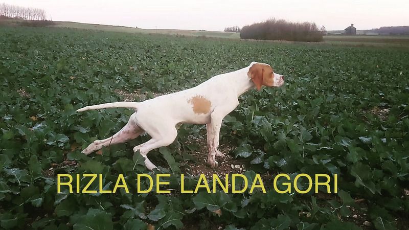 de landa gori - RIZLA DE LANDA GORI (4 mois)les 1er arrêts ..!PICARDIE !