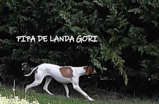 de landa gori - PIPA DE LANDA GORI ;Chasse la bécasse BRETAGNE et BEARN !