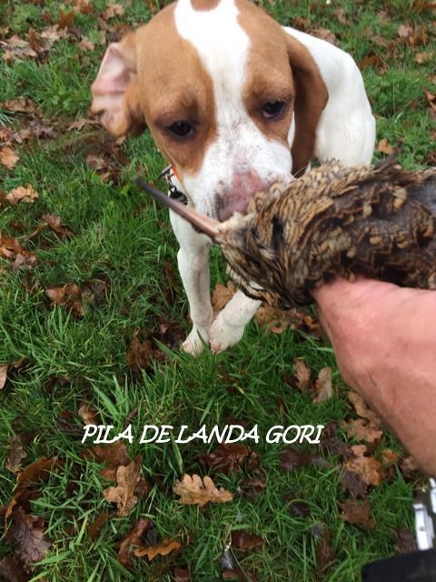 de landa gori - PILA DE LANDA GORI (6 mois) Chasse la bécasse BRETAGNE !!