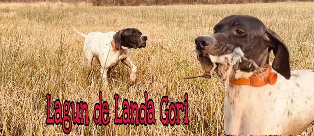 de landa gori - LAGUN DE LANDA GORI :Chasse la bécassine LANDES !