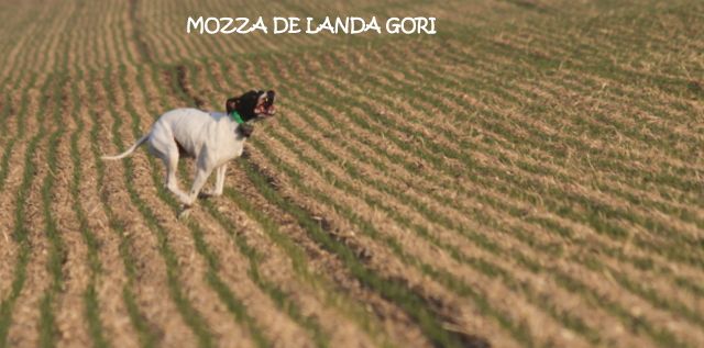 de landa gori - MOZZA DE LANDA GORI :VAINQUEUR F DERBY 2019 !!