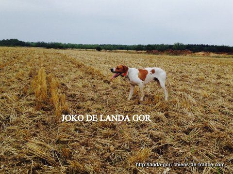 de landa gori - JOKO DE LANDA GORI..Training compagnies de "GRISES"