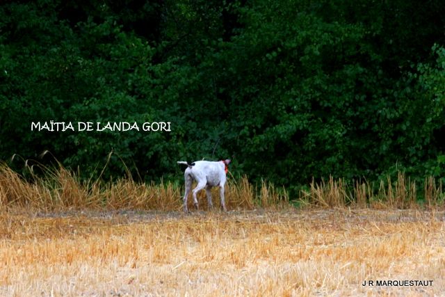 de landa gori - MAÏTIA DE LANDA GORI :Entraînement sur "rouges" sauvages !! 2