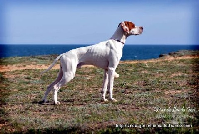 de landa gori - GOTIER DE LANDA GORI ...Chasse CRIMEE