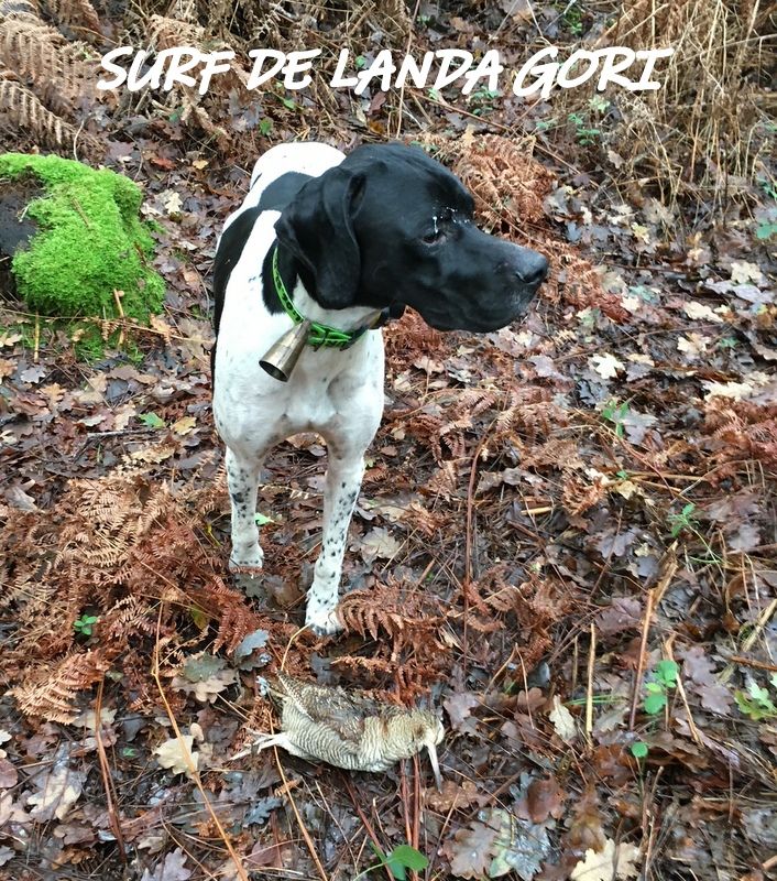 de landa gori - SURF DE LANDA GORI ; Chasse la bécasse LANDES !..