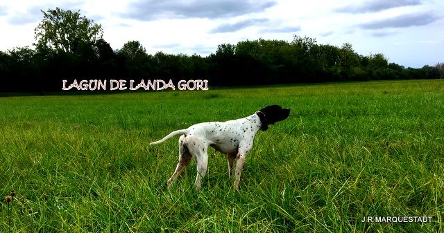 de landa gori - LAGUN DE LANDA GORI . Chasse la caille ...L'arrêt !!!