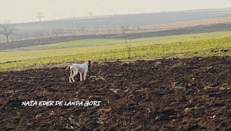 de landa gori - NAÏA EDER DE LANDA GORI; Entraînement perdreaux SERBIE !