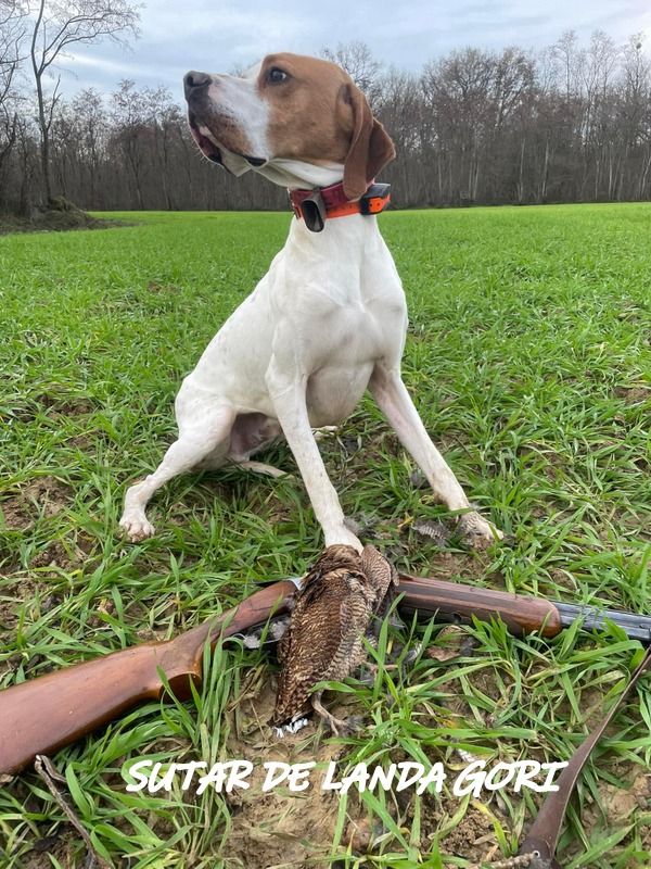 de landa gori - SUTAR DE LANDA GORI ;Chasse bécasse BOURGOGNE