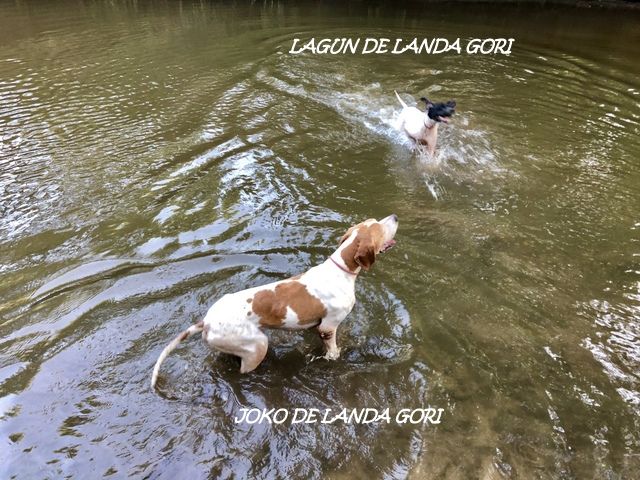 de landa gori - JOKO et LAGUN DE LANDA GORI ..Baignade !