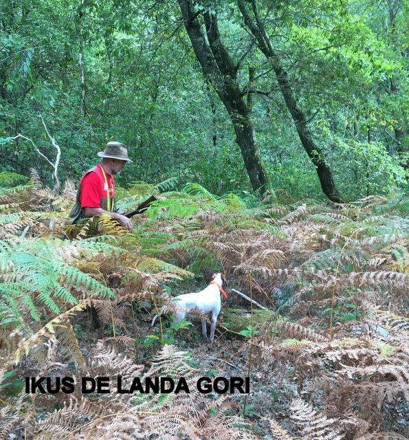 de landa gori - IKUS DE LANDA GORI : Chasse à la bécasse !!!