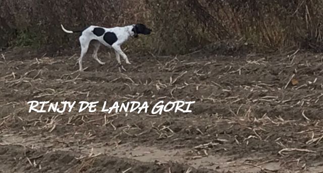 de landa gori - RINJY DE LANDA GORI :Chasse Perdreaux HOLLANDE !