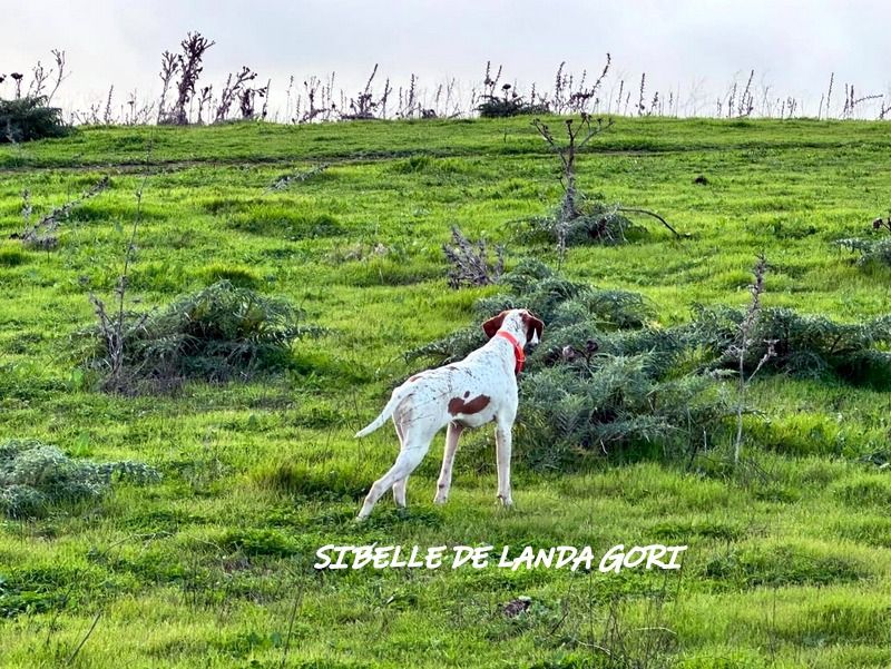 de landa gori - SIBELLE DE LANDA GORI :Entraînement /Perdreaux rouge ANDALUCIE ESPAGNE