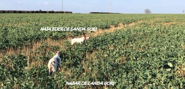 de landa gori - NAÏA EDER et NABAR DE LANDA GORI :Entraînement faisans sauvages NORD !