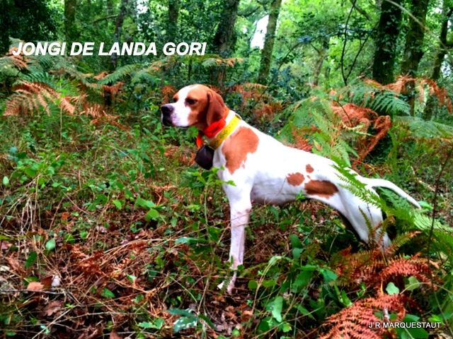 de landa gori - JONGI DE LANDA GORI...Chasse aux perdreaux !!!