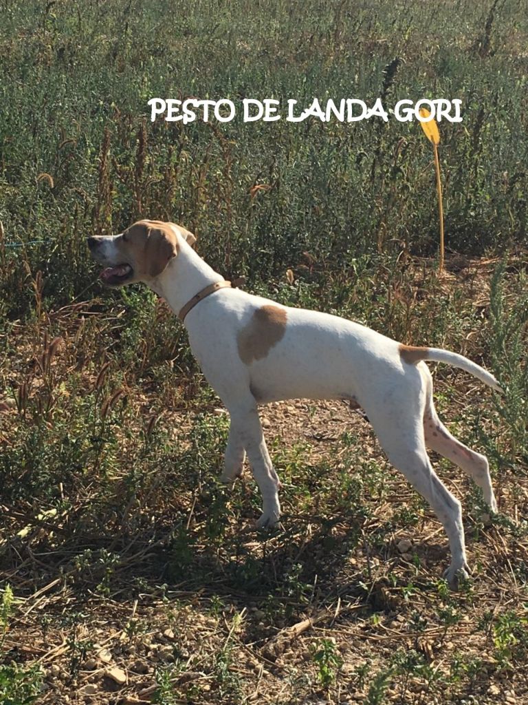 de landa gori - PESTO DE LANDA GORI 5mois chasse perdreaux DORDOGNE