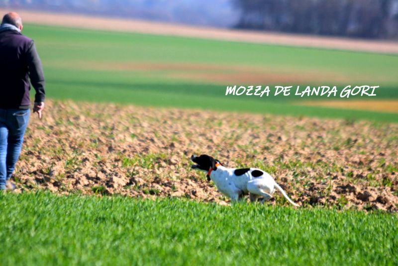 de landa gori - MOZZA DE LANDA GORI :1er EXCELLENT NURLU !