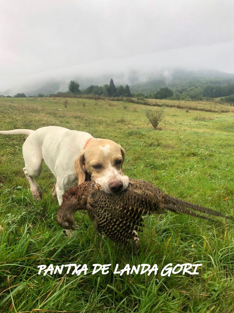 de landa gori - PANTXA DE LANDA GORI :Chasse PYRENEES!