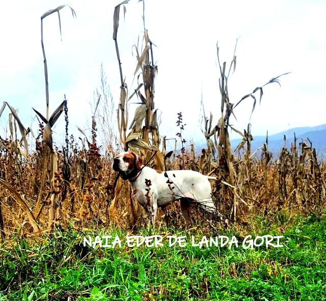 de landa gori - NAIA EDER DE LANDA GORI :Entraînement PERDREAUX SERBIE