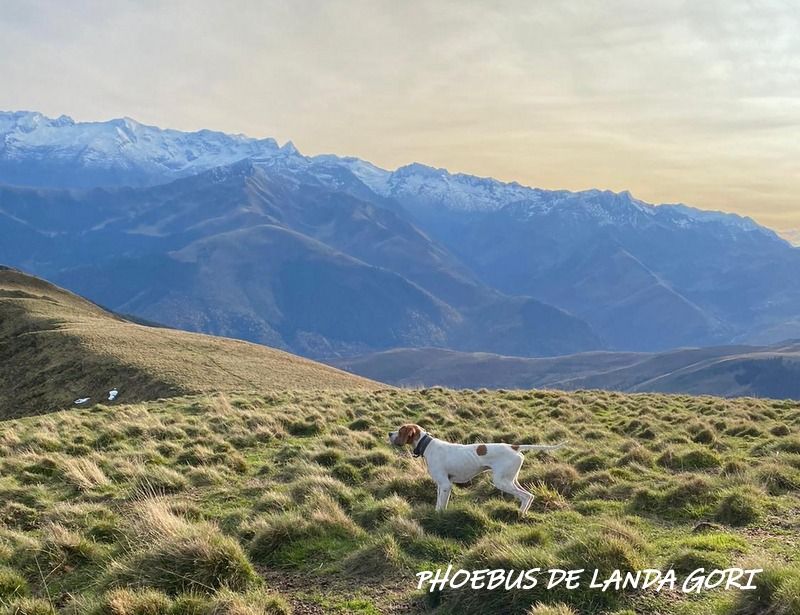 de landa gori - PHOEBUS DE LANDA GORI . Chasse les perreaux montagnes Pyrenees 