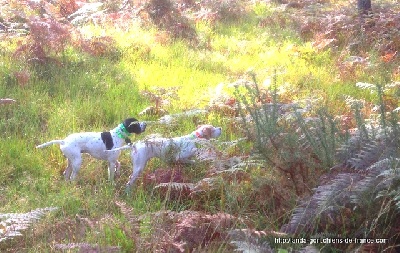 de landa gori - BOGA et HAKA DE LANDA GORI ...CHASSE !!