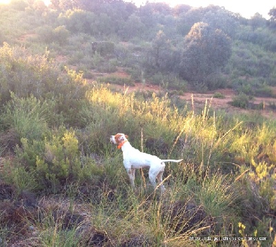 de landa gori - GIRU DE LANDA GORI...Chasse !!!