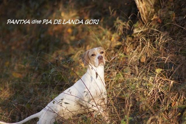 de landa gori - PANTXA dite PIA DE LANDA GORI  Chasse la bécasse montagne ;PYRENEES