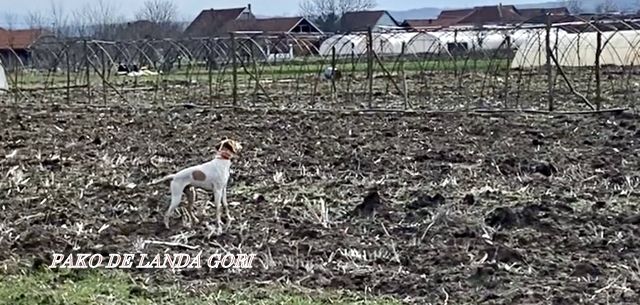 de landa gori - PAKO DE LANDA GORI :Entraînement SERBIE !