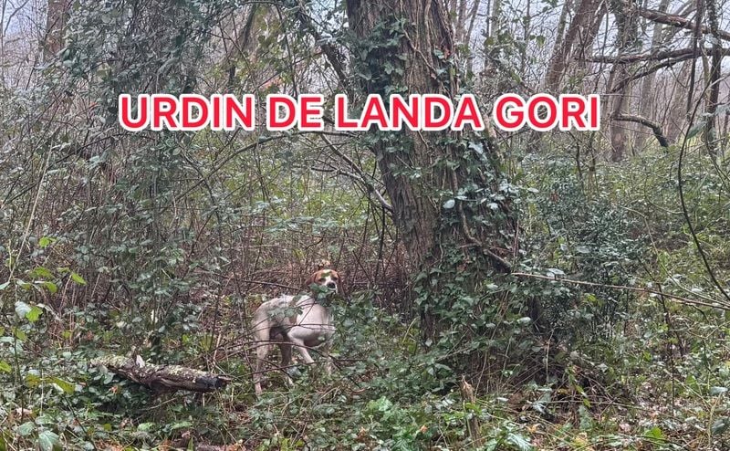 de landa gori - URDIN DE LANDA GORI/Chasse la bécasse/