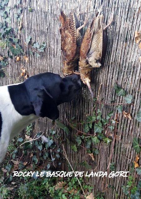 de landa gori - ROCKY LE BASQUE DE LANDA GORI ;Chasse la bécasse montagnes ALPES !