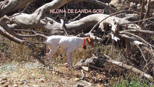 de landa gori - NLUNA DE LANDA GORI ;Entraînement gambras ATLAS MAROC !