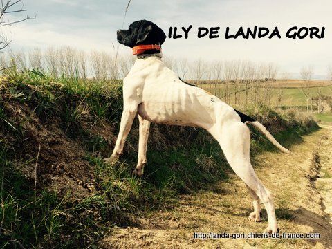 de landa gori - ILY DE LANDA GORI ..Training perdrix naturelles !!