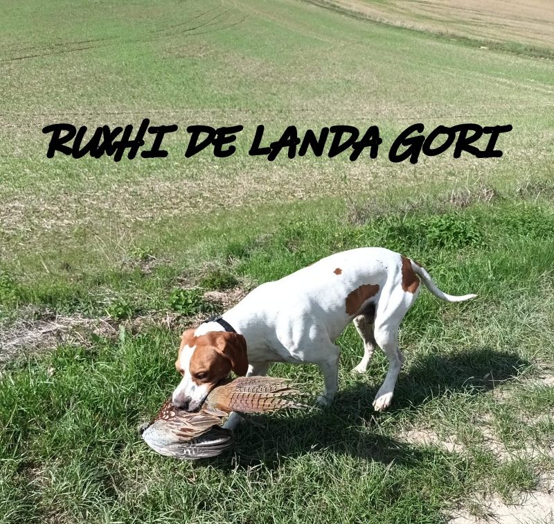 de landa gori - RUXHI DE LANDA GORI :Chasse dans le NORD !