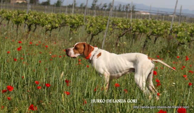 de landa gori - HURKO DE LANDA GORI......Perdrix !!