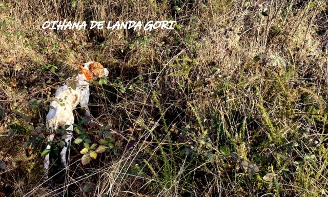 de landa gori - OIHANA DE LANDA GORI ;Chasse la bécasse GIRONDE