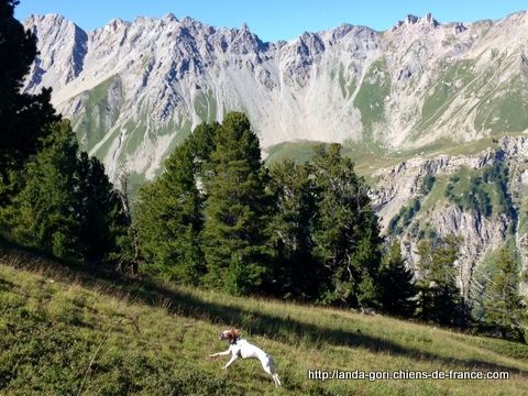 de landa gori - HAÏTZ DE LANDA GORI !! Tétras !!