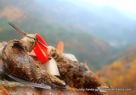 de landa gori - Chasse à la bécasse en montagne à AIGLUN (06)