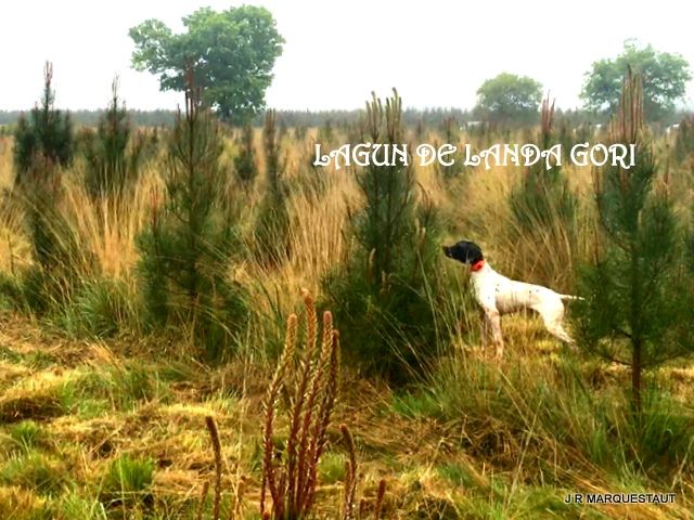 de landa gori - LAGUN DE LANDA GORI :Entraînement sur codornices !