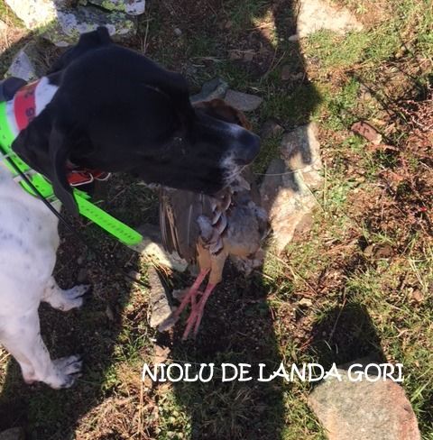 de landa gori - NIOLU DE LANDA GORI :Chasse perdreaux rouges en montagne !