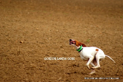 de landa gori - GOXI DE LANDA GORI..Training Grande Quête