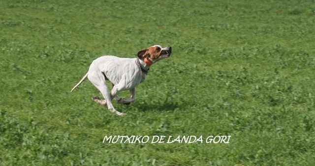 de landa gori - MUTXIKO DE LANDA GORI :Entraînement perdreaux !