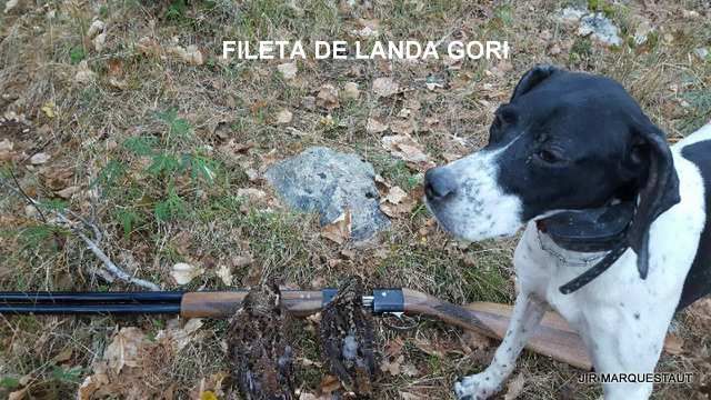 de landa gori - FILETA DE LANDA GORI...Chasse à la bécasse !!!