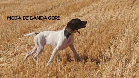 de landa gori - MUGA DE LANDA GORI ...Entraînement sur compagnie de rouges !!!