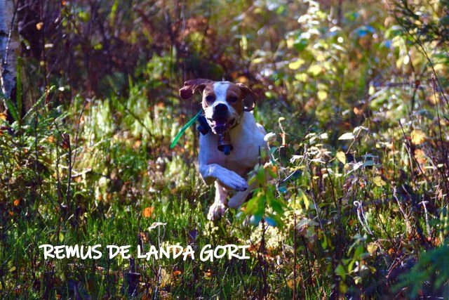 de landa gori - REMUS DE LANDA GORI :Entraînement sur bécasses LETONNIE !