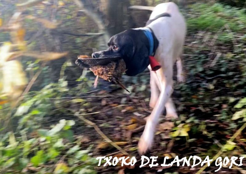 de landa gori - TXOKO DE LANDA GORI :Chasse la becasse NORD 