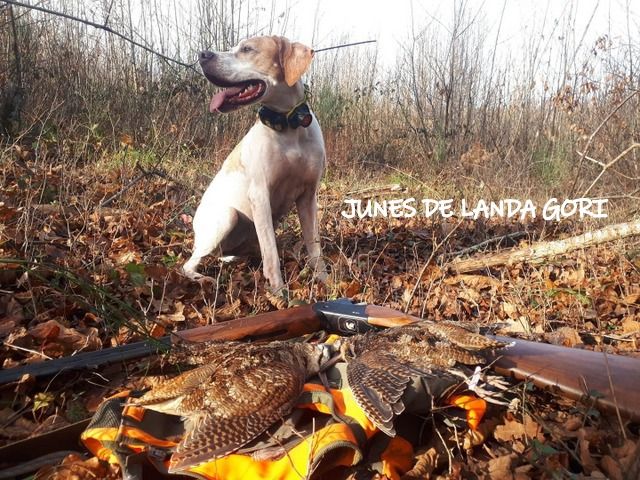 de landa gori - JUNES DE LANDA GORI :Chasse la bécasse CHARENTE MARITIME!