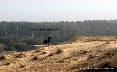 de landa gori - GUTXI DE LANDA GORI   Arrêt !