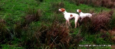 de landa gori - Chasse à la bécassine !! C'XABAL et BOGA