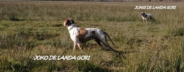 de landa gori - JOKO ET JONGI DE LANDA GORI: Entraînement bécassines ERREKA ONDO MINGO